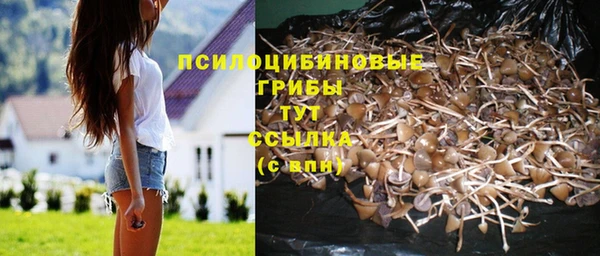 хмурый Нестеровская